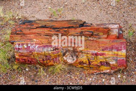 Giant Logs Trail und Rainbow Forest Museum, Petrified Forest National Park, Arizona, USA Stockfoto