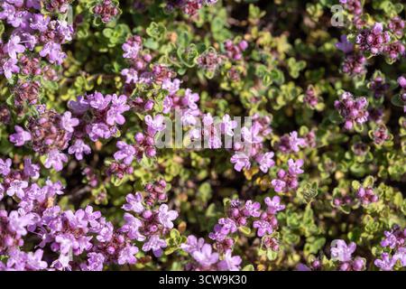 Frische aromatische Thymian vulgaris Pflanze mit kleinen violetten Blüten, die im Garten wachsen, Nahaufnahme Stockfoto