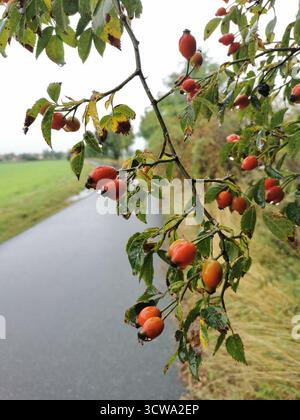 Ein Zweig von Hüftrosen mit leuchtenden Orangenbeeren vor dem Hintergrund einer Herbststraße. Wildrose ist reich an Vitamin C. Regentropfen sind auf dem sichtbar Stockfoto