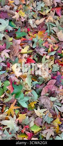Gefallener Ahorn und andere Herbstblätter erzeugen natürliche Muster und Texturen. Die Palette umfasst leuchtende Rot-, Gelb-, Grün-, Orange- und Lila-Töne Stockfoto