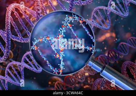 Genetische Forschung, konzeptuelle Illustration. DNA-(Desoxyribonukleinsäure-)Fragment unter Vergrösserung. DNA ist ein Doppelhelixmolekül, das genetische Informationen enthält, die für Vererbung und zelluläre Funktionen von wesentlicher Bedeutung sind. Stockfoto