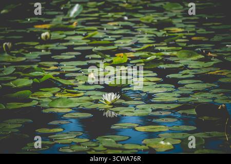 Ein heiterer Teich mit grünen Lilienpads und einer weißen Seerose schwimmt sanft auf der Oberfläche. Regentropfen erzeugen Kräuselungen im ruhigen Wasser, Reflexe Stockfoto