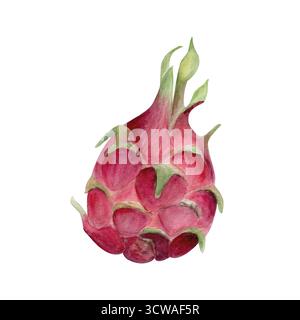 Helle rosa Drachenfrucht handgemalte Aquarellabbildung isoliert auf weißem Hintergrund. Perfekt für tropische Lebensmittel Design, Verpackung, gesund Stockfoto