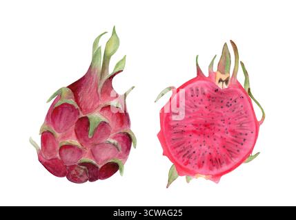 Hellrosa Drachenfrucht ganz einhalb mit Samen. Handgemalte Aquarellillustration auf weiß. Perfekt für tropische Lebensmittel, Verpackungen Stockfoto