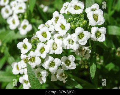 Süße Allsblüten. Lobularia maritima Stockfoto
