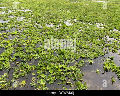 Schwimmender Wassersalat auf Teichoberfläche – Wasserpflanze mit grünen Rosettenblättern Stockfoto
