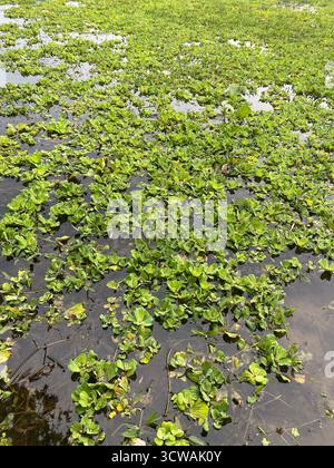 Schwimmender Wassersalat auf Teichoberfläche – Wasserpflanze mit grünen Rosettenblättern Stockfoto