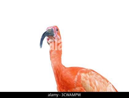 Scharlach Ibis (Eudocimus ruber) isoliert auf weiß Stockfoto