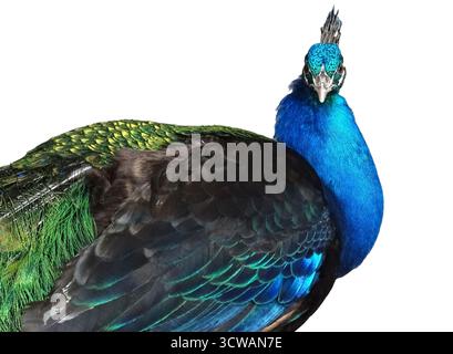 Pfau isoliert auf weißem Hintergrund. Farbiger Pfau Stockfoto