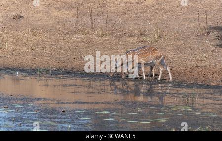 Wildtierfotografie von zwei gefleckten Hirschen an einer Wasserstelle. Der ruhige Moment unterstreicht das natürliche Verhalten dieser Tiere. Stockfoto