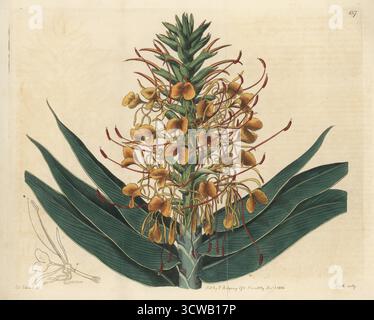 Orangen-Ingwerlilie, Scharlach-Ingwer und Orangen-Flaschenbürsten-Ingwer, Hedychium coccineum. Rote Girlande-Blume, Hedychium angustifolium. Geboren in China, Indien und Indochina, gefunden von William Roxburgh an der Küste von Coromandel, gezeichnet im Gewächshaus von Sir Abraham Hume in Wormleybury. Handkolorierter Kupferstich von P.W. Smith nach einer botanischen Illustration von Sydenham Edwards aus seinem eigenen Botanical Register, J. Ridgeway, London, 1816. Stockfoto