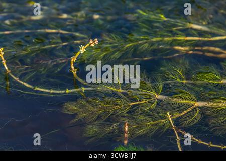 Ceratophyllum demersum Wasserpflanze in einem Bach. Stockfoto