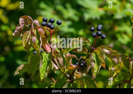 Cornus sanguinea ist eine mehrjährige Pflanze der Sodfamilie. Ein hoher Strauch mit kleinen Blumen und schwarzen, ungenießbaren Beeren. Der Turf-Brunnen wird als Schmuck angebaut Stockfoto