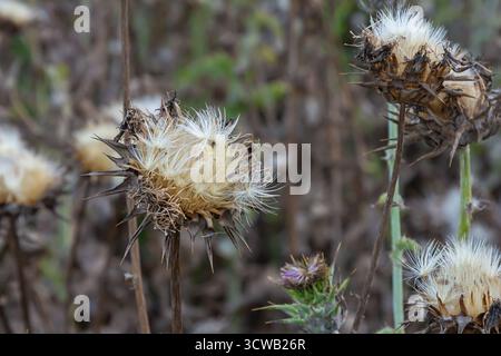 Mariendistel Samenkopf - lateinischer Name - Silybum marianum. Stockfoto