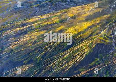Ceratophyllum demersum Wasserpflanze in einem Bach. Stockfoto