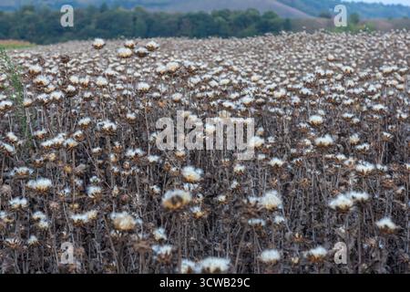 Mariendistel Samenkopf - lateinischer Name - Silybum marianum. Stockfoto