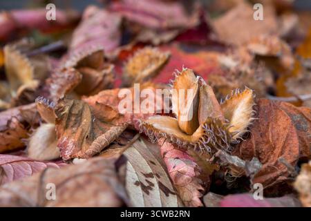 Buchenmast; Fagus sylvatica; Herbst; UK Stockfoto