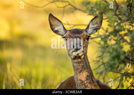Rotwild; Cervus elaphus; Hind; UK Stockfoto
