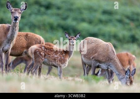 Red Deer; Cervus elaphus; Gruppe; Young; UK Stockfoto