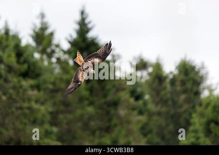 Rotmilan, Milvus milvus; Flug; UK Stockfoto