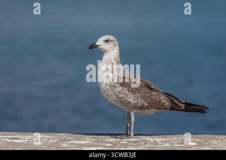 Gelbbeinmöwe; Larus michahellis; erster Winter; Kanarische Inseln; Spanien Stockfoto