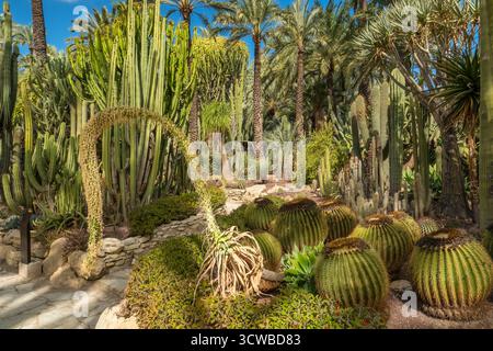 Historischer botanischer Garten Huerto Del Cura in Elche, Spanien Stockfoto