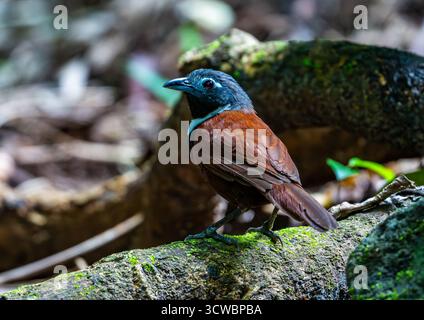 Ein Weissbibber Babbler (Stachyris thoracica), der auf einem Ast im Wald thront. Java, Indonesien, Asien. Stockfoto