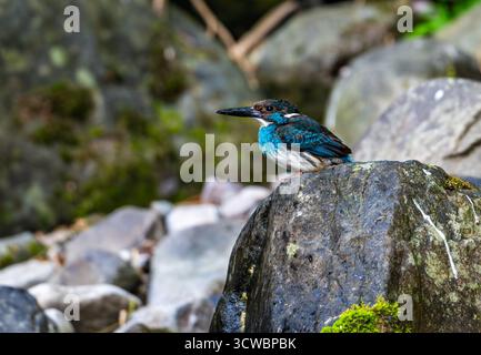 Ein kritisch gefährdeter Javan Blue-Bed Kingfisher (Alcedo euryzona), der auf einem Felsen thront. Java, Indonesien, Asien. Stockfoto