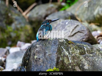 Ein kritisch gefährdeter Javan Blue-Bed Kingfisher (Alcedo euryzona), der auf einem Felsen thront. Java, Indonesien, Asien. Stockfoto