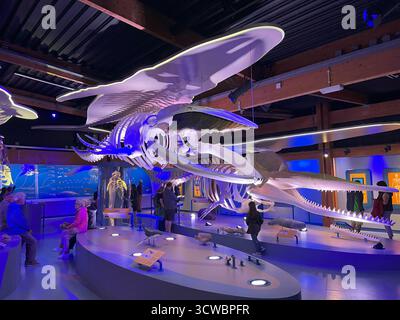 Texel, Niederlande. September 2025. Das Skelett eines Pottwals, ausgestellt in Ecomare, Texel. Hochwertige Fotos Stockfoto