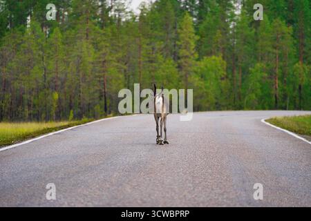Ein Rentier, das bei Nebel auf einer Straße in Finnland steht. Der Nebel erzeugt eine geheimnisvolle, ruhige Atmosphäre, die das Tier in der Natur hervorhebt. Stockfoto