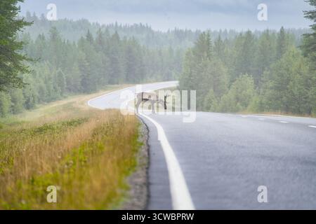 Ein Rentier, das bei Nebel auf einer Straße in Finnland steht. Der Nebel erzeugt eine geheimnisvolle, ruhige Atmosphäre, die das Tier in der Natur hervorhebt. Stockfoto