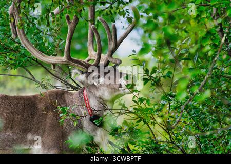 Ein Rentier, das sich von Blättern vor einem Baum in einer natürlichen Waldlandschaft in Finnland ernährt. Das Bild fängt das Tier während eines ruhigen Moments der Nahrungssuche ein Stockfoto