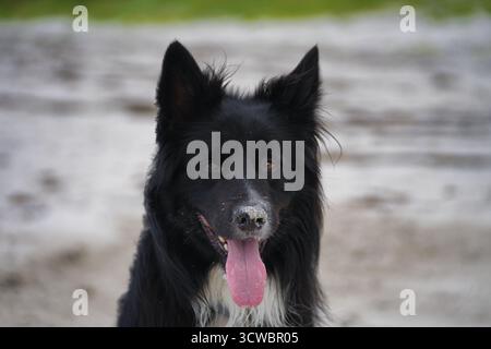 Verspielter Border Collie am Strand mit sandiger Nase, genießen Sie die Natur und die Küstenbrise. Stockfoto