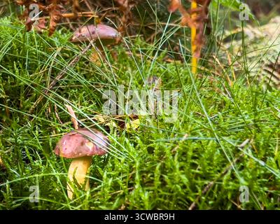 Essbare Pilze, die auf einem Moosboden in einem Wald wachsen Stockfoto