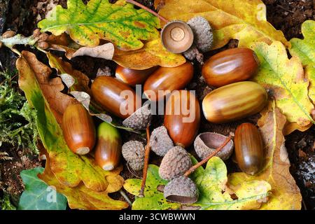 Gefallene Eicheln im Herbst UK Stockfoto