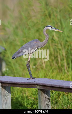 Ein Reiher, der auf einem hölzernen Geländer von hoher grüner Vegetation balanciert, Canada heron (Ardea herodias), Spring, Anhinga Trail, Everglades National P Stockfoto