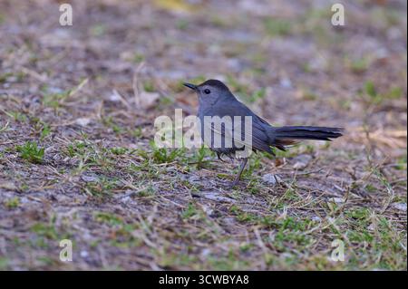 Kleiner grauer Vogel mit dunklen Federn auf grasbewachsenem Grund, Katzenmockingvogel (Dumetella carolinensis), Everglades National Park, Florida, USA, Nein Stockfoto