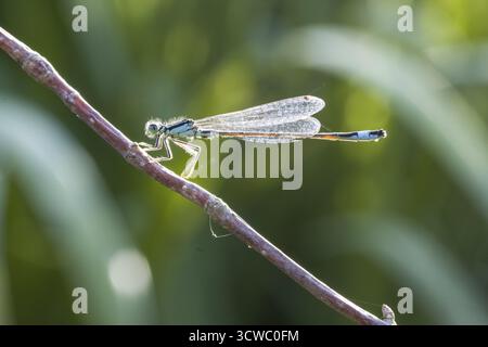 Blauschwanz-Damselfliege (Ischnura elegans), männlich auf einem Ast Stockfoto