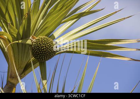 Schraubenbaum Pandanus verwendet mit Früchten, heimisch auf den Macarenas, Teneriffa, Kanarischen Inseln, Spanien, Santa Cruz von Teneriffa Stockfoto