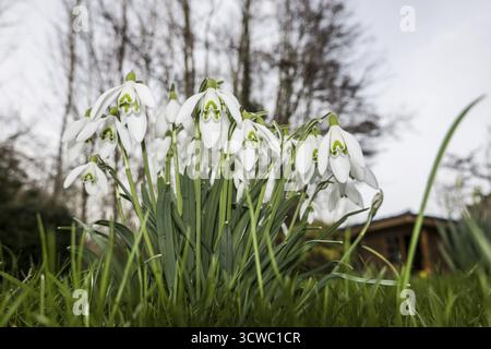 Kleiner Schneeglöckchen (Galanthus nivalis), auch bekannt als gemeiner Schneeglöckchen Stockfoto