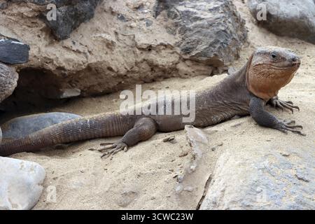 Gran Canaria Riesenechse (Gallotia stehlini), Gran Canaria, Spanien, Maspalomas Stockfoto