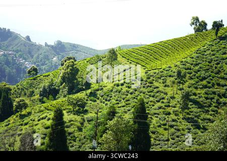 Sonnendurchfluteter steiler Hügel, bedeckt mit Terrassen der üppigen grünen Teeplantage in Darjeeling Stockfoto