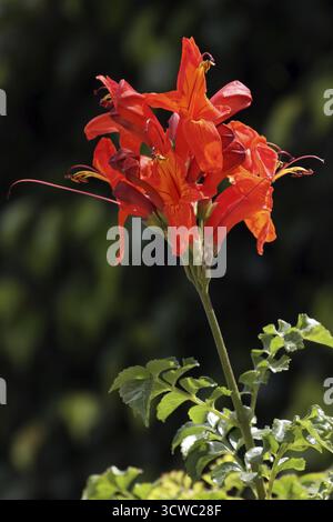 Kap-Geißblatt (Tecomaria capensis), Gran Canaria, Spanien, San Agustin Stockfoto