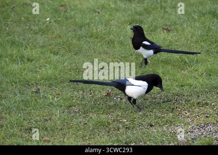 Zwei Elpen (Pica pica) in einem Vogelfutterhäuschen im Garten Stockfoto