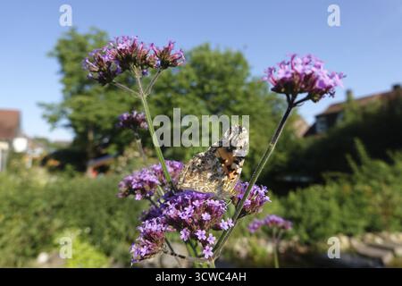 Distelfalter (Vanessa cardui) an den Blüten eines Purpletop Eisenkraut (Verbena bonariensis Stockfoto