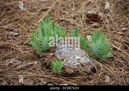 Kanarische Kiefer, Kanarische Kiefer (Pinus canariensis), endemisch auf den Kanarischen Inseln - junge Triebe auf einem Baumstumpf, El Paso, La Palma, Kanarische Inseln Stockfoto