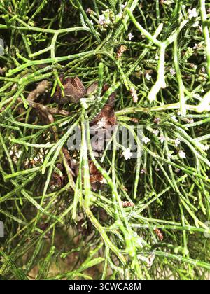 Offene Kegel und Miniaturblumen des Sandarakbaums (Tetraclinis articulata), der Zypresse oder des Berberthuja, Rabat, Malta Stockfoto