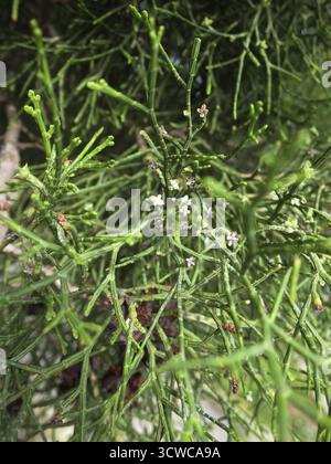 Offene Kegel und Miniaturblumen des Sandarakbaums (Tetraclinis articulata), der Zypresse oder des Berberthuja, Rabat, Malta Stockfoto