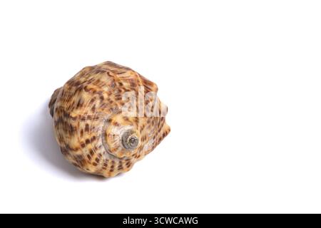 Muschel isoliert auf weißem Hintergrund. Einzelne getrocknete braune Schnecke Muschel. Kopierbereich, Nahaufnahme Stockfoto